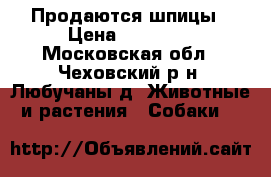 Продаются шпицы › Цена ­ 30 000 - Московская обл., Чеховский р-н, Любучаны д. Животные и растения » Собаки   